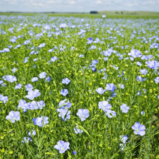 Flax seeds, from the flax plant, are ground and added to food to make it more nutritionally dense.