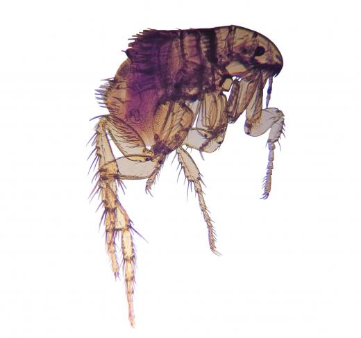 Fleas can be removed from the home by treating the pet and then doing a full cleaning of the home.