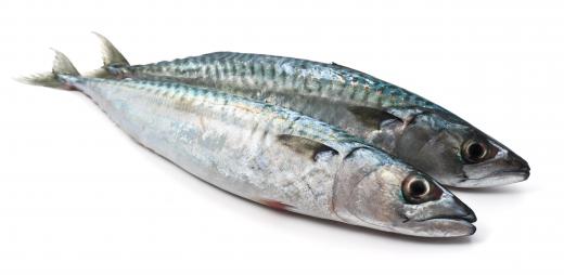 Mackerel often contains high levels of mercury, and should be avoided.