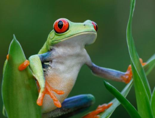 Frogs regulate their body temperature by external means to maintain homeostasis.