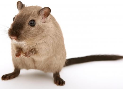 Gerbils, unlike hamsters, have tails and often like to stand up on their hind legs.