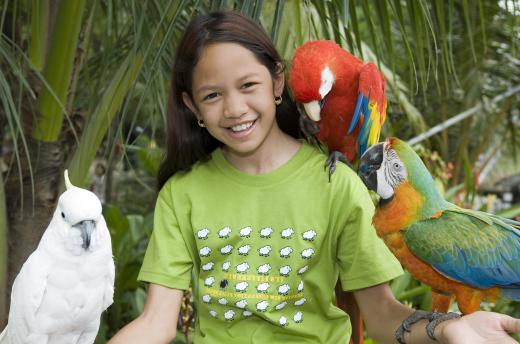 A parrot should feel happy, comfortable, and safe in their home before an owner starts to train it.