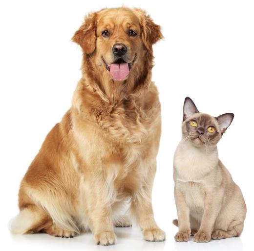 Pet dander can set the stage for an inner ear infection.