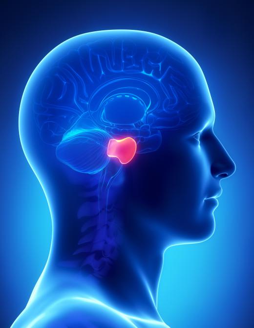 Graphic of highlighted pons brain area of the brain stem.