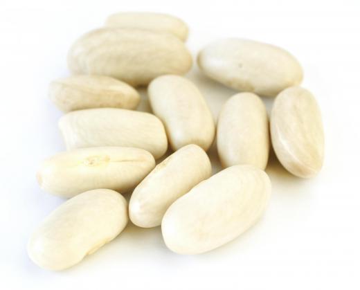 Great Northern beans, which can be substituted for haricot beans.