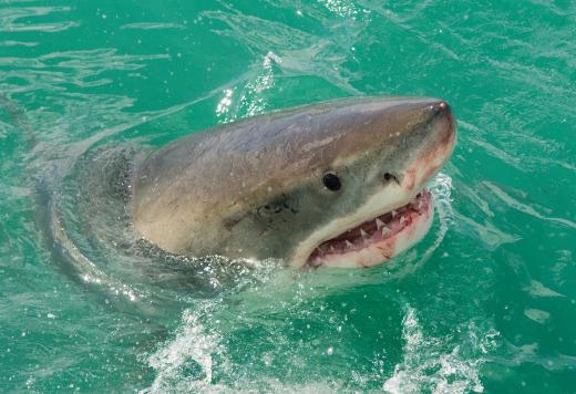 Great white sharks have several rows of teeth that are continuously replaced.