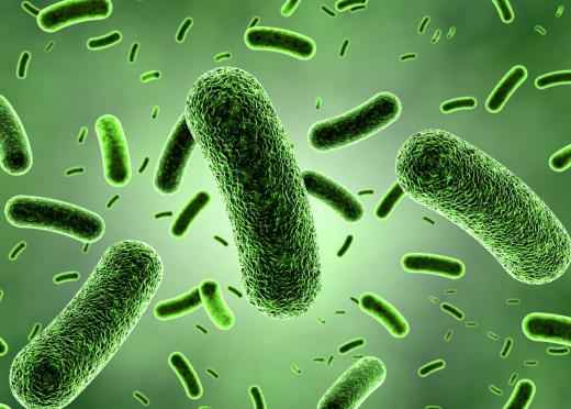 Netilmicin is a broad spectrum antibiotic that attaches to a bacteria's genetic material.