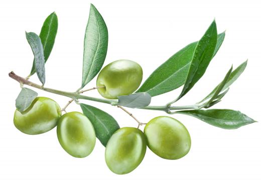 Olive tree fruit can be harvested when green.