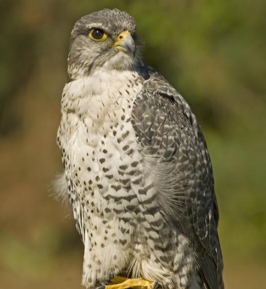 Conservation volunteers may work to protect certain species of birds.