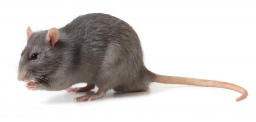 Rats can carry and spread diseases.