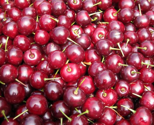 Cherries should be picked just before canning.