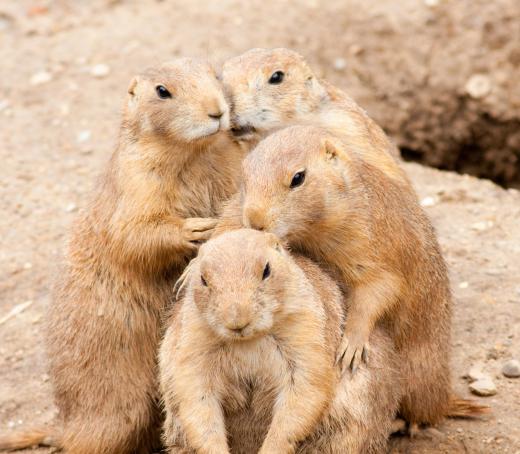 Prairie dogs, a type of ground squirrel, can recognize family members by scent.