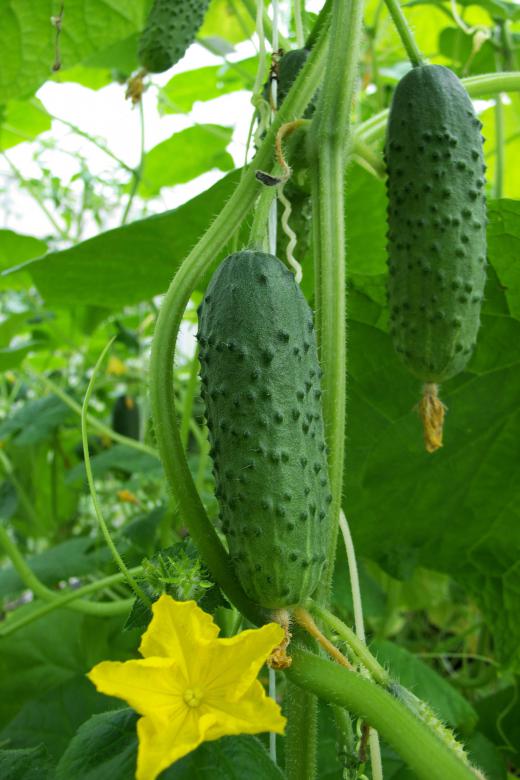 Pickling cucumbers growing on the vine. The pickling mixture is what makes them sour or sweet.