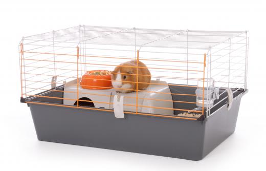 Guinea pigs are typically kept in a spacious cage.