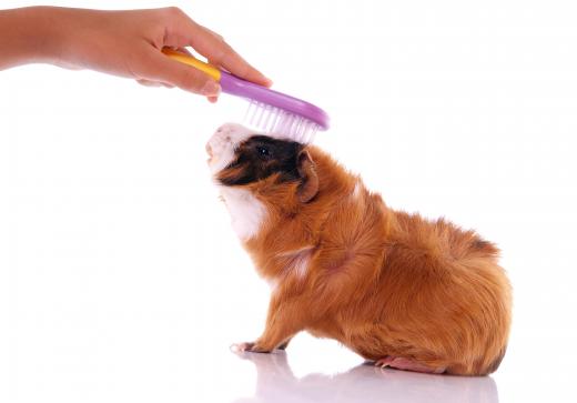 Guinea pigs are susceptible to heat stroke.