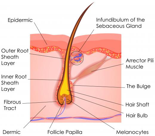 When the body metabolizes a drug, some of the metabolites end up in the hair follicles.