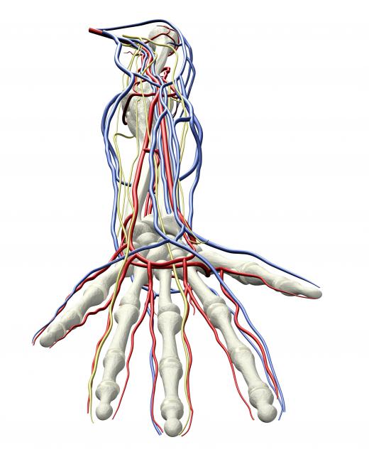 The veins of the hands are the ideal site for cannula insertion.