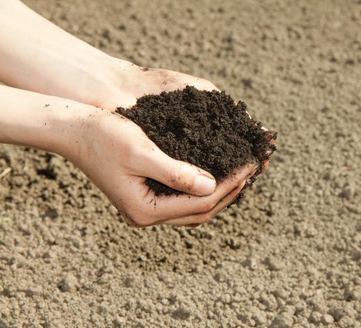 Some gardeners prefer to enhance soil with vermiculite.