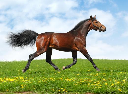 Equestrian horses are taught specific gaits.