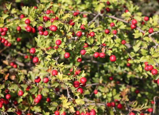 Hawthorn fruits are often mistaken for berries.