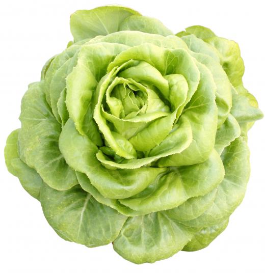 Leafy vegetables, such as lettuce, should be washed thoroughly.