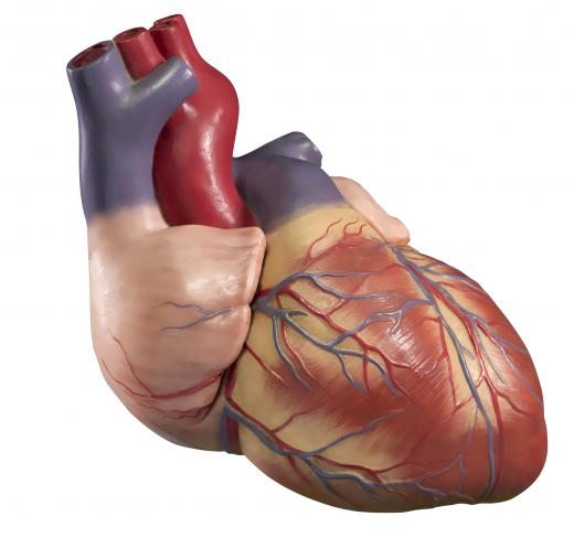 A heart stem cell is a progenitor cell that has the ability to become heart tissue.