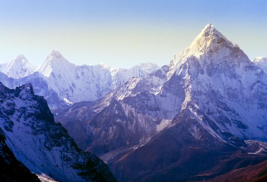 Morina can be found growing in some areas of the Himalayas.