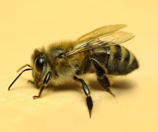 A honeybee.