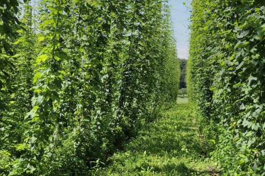 Hop vines.