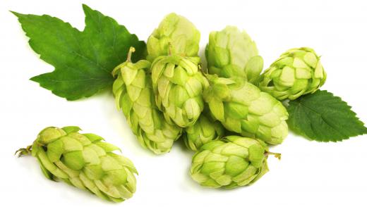 Hops, which are used for making cream ale.