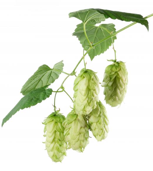 Hops can be combined with burdock and onion juice to make a remedy for thinning hair.