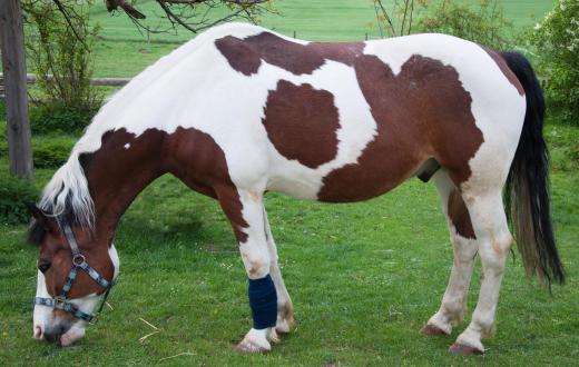 Injured horses may be treated with veterinary accupuncture.