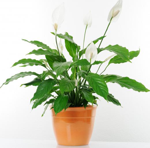 Indoor houseplants must be placed where the lighting conditions allow them to grow.