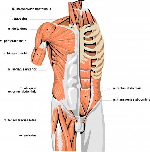 An anatomical illustration showing many muscles in the upper body, including most of the abdominal muscles.