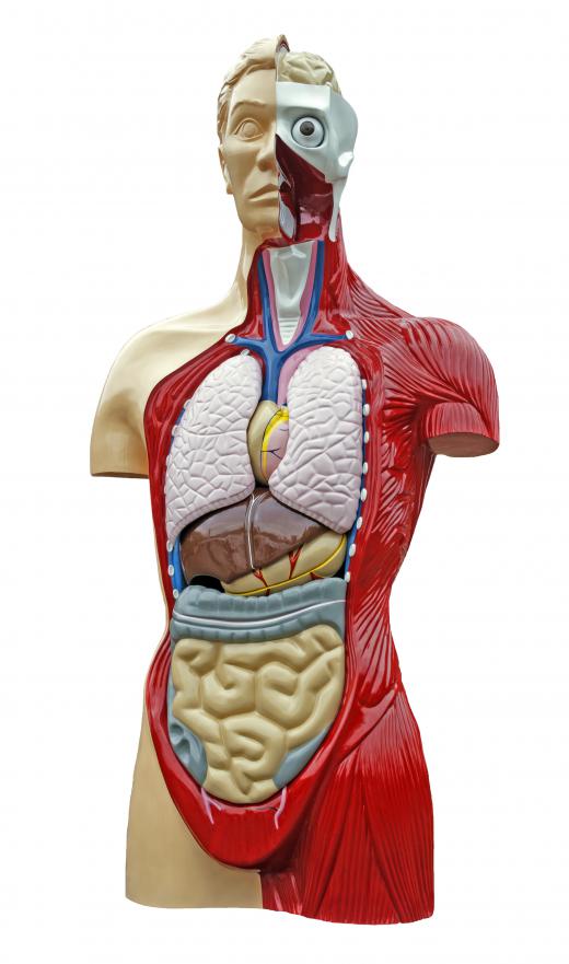 Medical students often perform a study of the human body more directly.