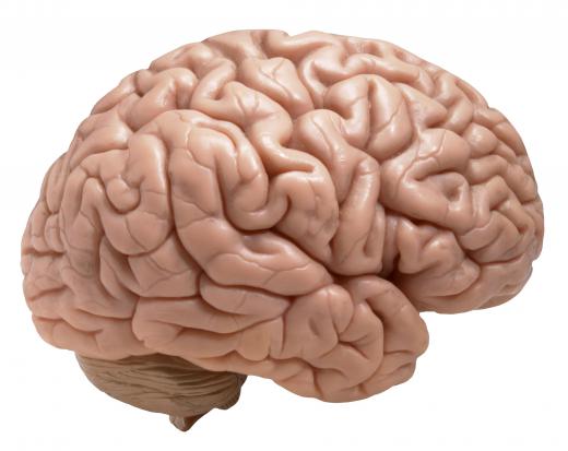 Human brain.