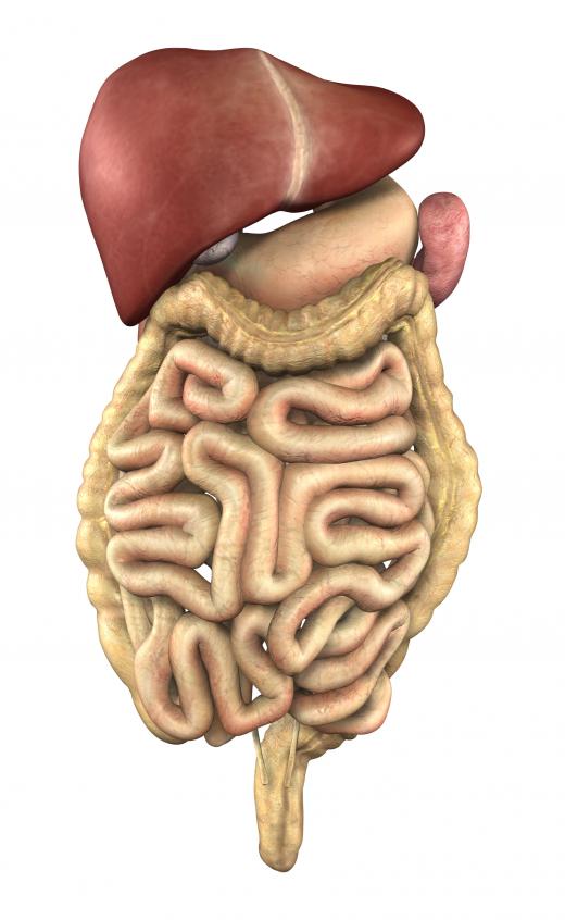 Some of the organs of the digestive system.