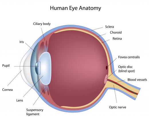 Ophthalmology training consists of coursework on eye anatomy.