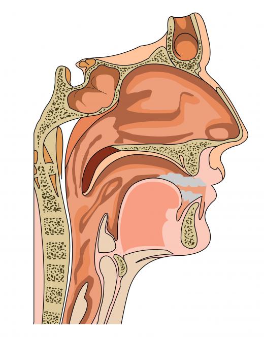 A cross section of the head.