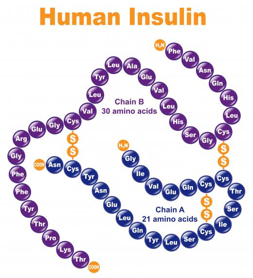 IGF-1 is structurally similar to insulin.