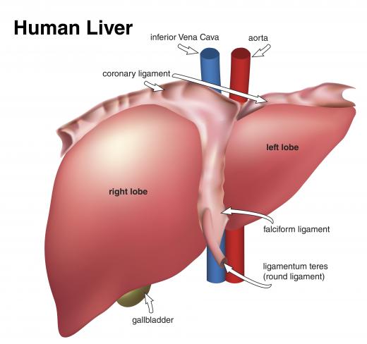 During a liver biopsy, a portion of the organ is removed for medical analysis.