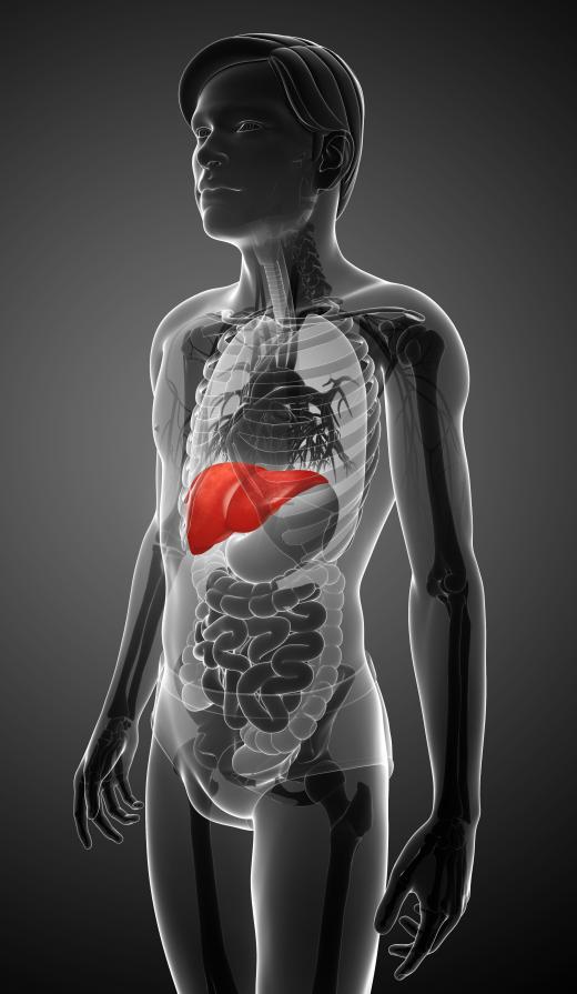 Glycogen is found in the greatest concentrations in the liver.