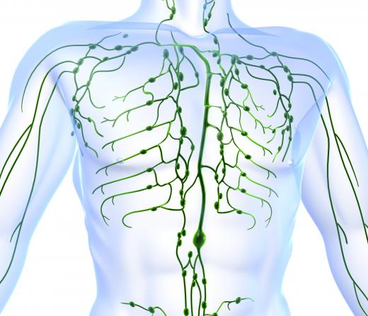 The lymphatic system, shown in green.