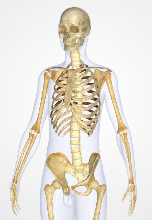 Repeated traumas at an early age, before the skeletal structure is fully formed, is believed to be the root of fractures.