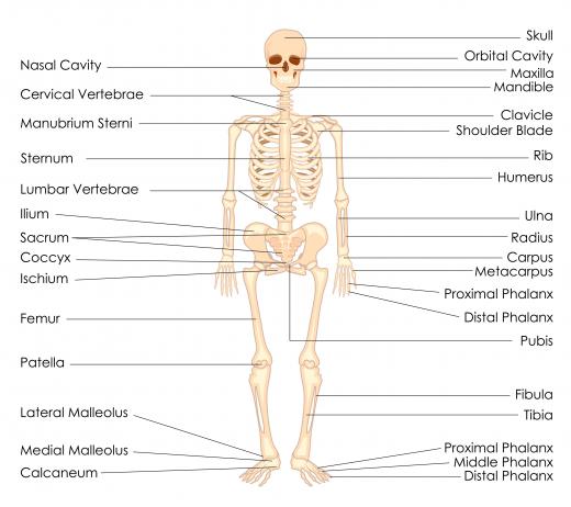 Radioulnar synostosis is a medical term used to describe an abnormal connection between the two bones of the forearm, known as the radius and the ulna.