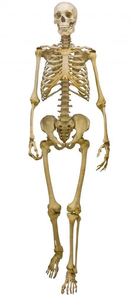 The shape and appearance of the human body is determined by its bones.