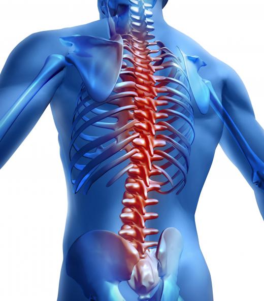 The rotatores muscles, which are found on each side of the spinal column, help to enable proper posture.