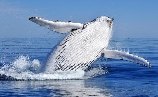 Humpback whales might be seen breaching on a whale watching trip.