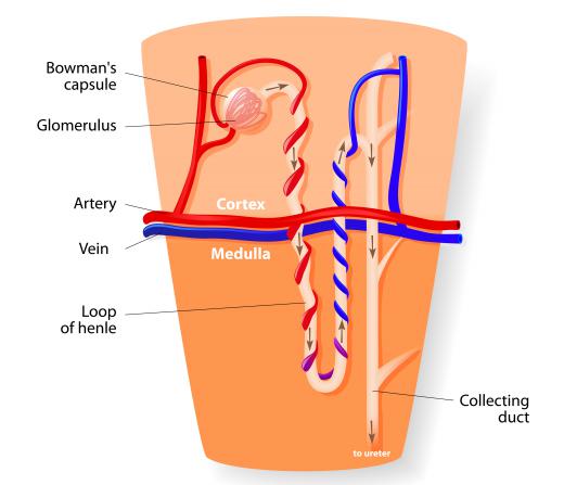 A diagram of a nephron, part of the urinary system.