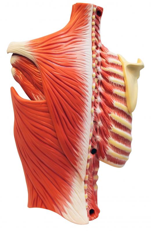 The intercostal muscles, which surround the ribs, are breathing muscles.